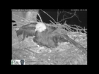 bald eagle defends its young