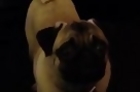 Pug Licks Its Face Every Time Toy Squeaks