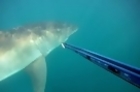 Close Call With Great White Shark