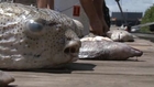 Hawaii warns huge molasses spill could draw sharks