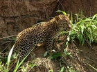 A New Home for the Leopard Cubs - Little Big Cat - BBC