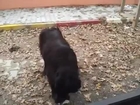 cute dog becomes obliged for some cracker...