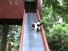 滑り台から滑り落ちる子猫を助ける親猫。The pro-cat which helps a kitten sliding from a slide.