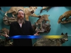 Torah Animal World In Borough Park To Close