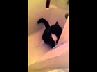 Cat in Bathtub Chasing Tail