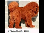 The Top 10 Most Expensive Dog Breeds in the World