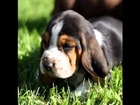 Basset Hound dog breed photo gallery
