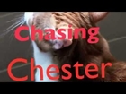 Chasing Chester the cat