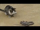 cat VS snake. deadly battle