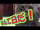 猫動画　SNP83・なんて日だ！　Cat videos It's day is!