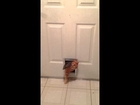 Fat Cat Squeezes Through Small Doggie Door