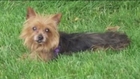 Small dog killed in violent pit bull attack