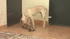 A stray dog tries to remove a puppy's collar