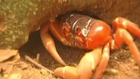 Red Crabs Invade Christmas Island…Again