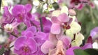 Bien entretenir une orchidée : tout ce qu’il faut savoir