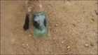 A baby fox stuck in a jar!