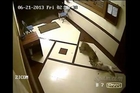 A leopard attacks a dog and kill the poor pet!