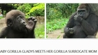 Baby Gorilla at Cincinnati Zoo Bonds With Surrogate Mom
