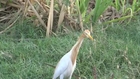 The Migratory bird at evening Time in a field, the Village of Bahawalpur Pakistan