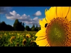 Nokia Lumia 1020 video - The Power of Zoom Reinvented
